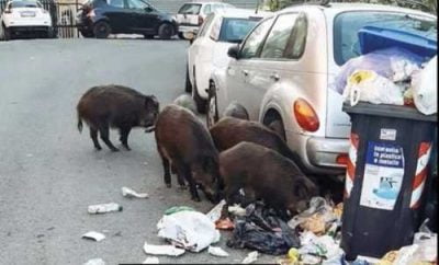 raggi cinghiali roma