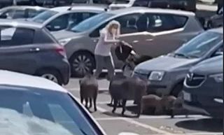 donna inseguita dai cinghiali