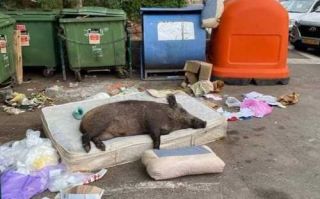 cinghiali invadono roma