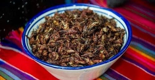 cavallette nel piatto