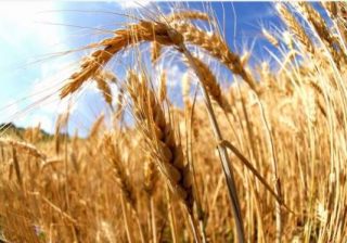 agroalimentare in difficoltà