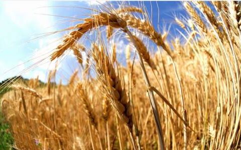 agroalimentare in difficoltà