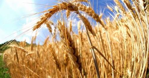 agroalimentare in difficoltà