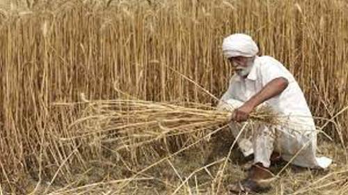 India vieta esportazione del grano