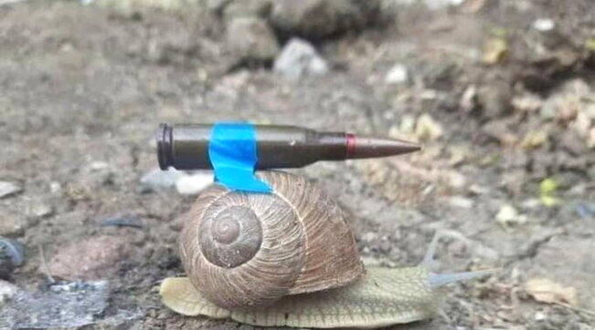 lumaca bossolo