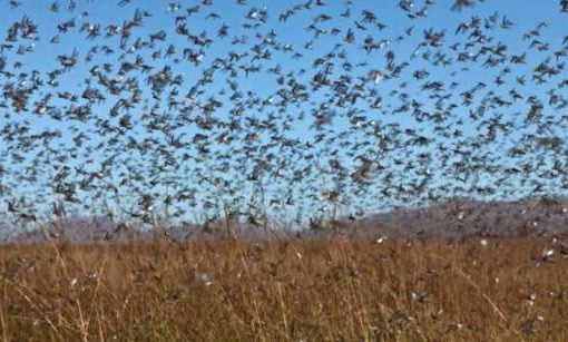 Sardegna, ritorna l’incubo invasione di cavallette cavallette distruggono 30mila ettari di colture