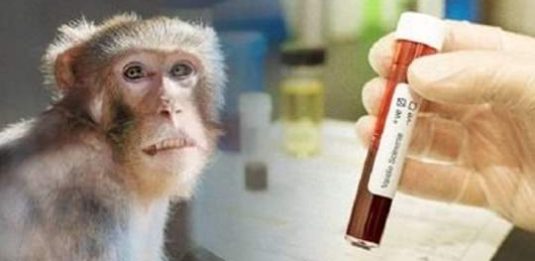 vaiolo delle scimmie