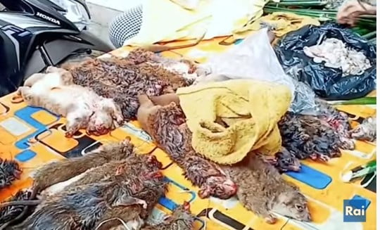 mercato di animali di Wuhan