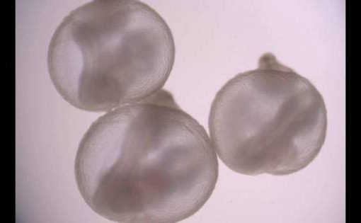 Ottenuto embrione sintetico di topo con cervello e cuore che batte embrione sintetico di topo