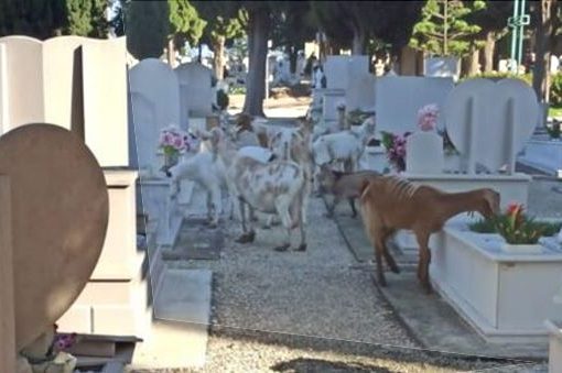 Barletta capre al cimitero