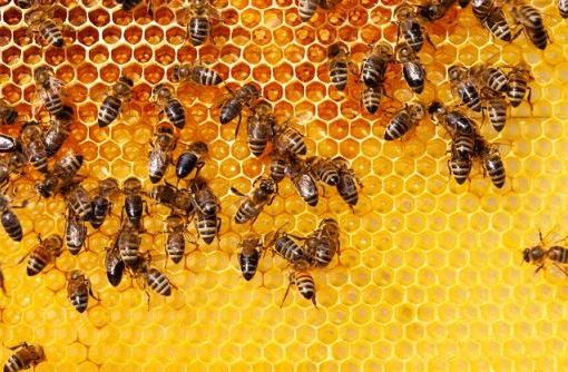 Le api sono troppe, biodiversità a rischio api alveare