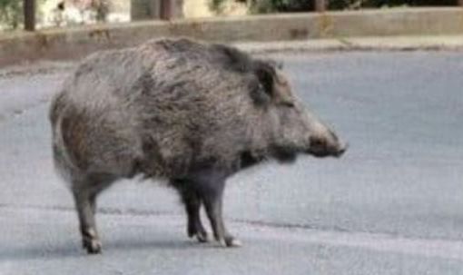 cinghiale