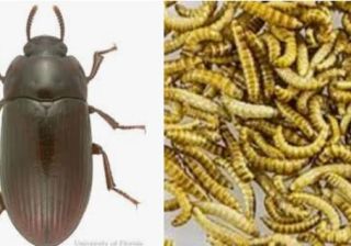 Alphitobus diaperinus