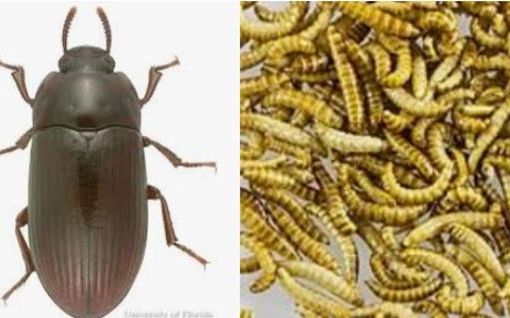 Alphitobus diaperinus