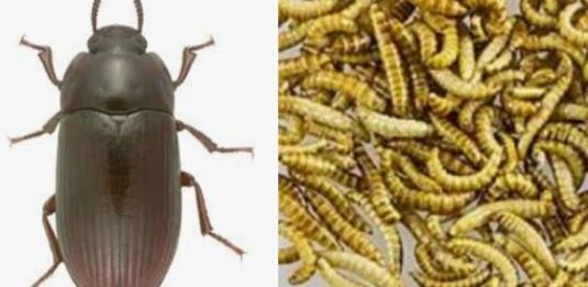 Alphitobus diaperinus