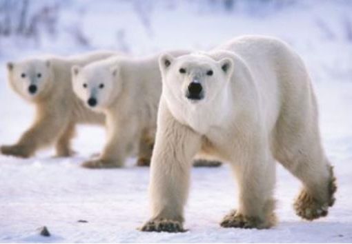 orso polare