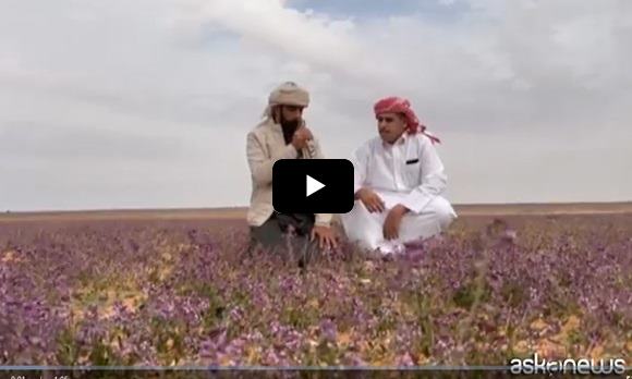 Arabia saudita, deserto viola per fioritura