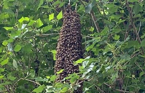 Roma, maxi alveare spaventa i residenti del quartiere Della Vittoria api maxi alveare