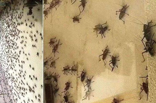 Nevada, invasione di grilli cannibali: residenti chiusi in casa grilli Nevada