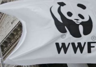 wwf