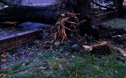 albero caduto