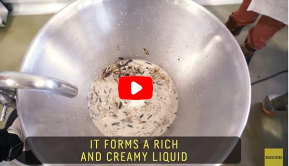 entomilk latte di mosche