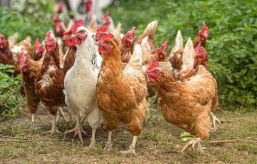Pesaro, fa sesso con capre e galline: a processo per maltrattamenti su animali galline
