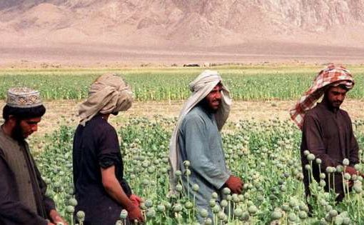 Birmania primo produttore al mondo di oppio, superato l’Afghanistan Birmania primo produttore al mondo di oppio