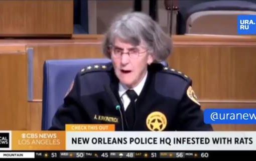 topi mangiano marijuana