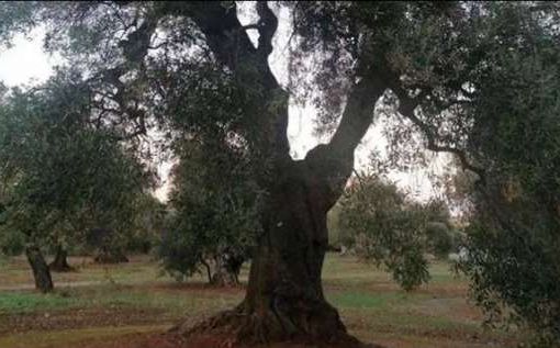 ulivi xylella
