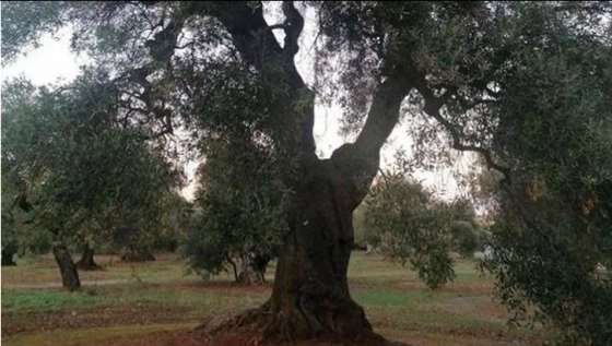 Xylella allo da Imolaoggi.it Xylella allo stato dei fatti Gli ulivi tornano verdi