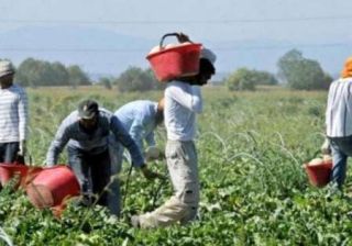 Caporalato in agricoltura