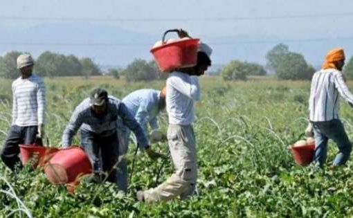 Caporalato in agricoltura