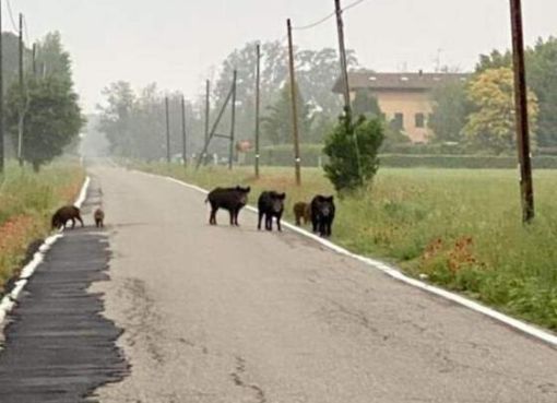Peste suina nei cinghiali, Sos della Regione Emilia-Romagna Peste suina cinghiali,Emilia-Romagna
