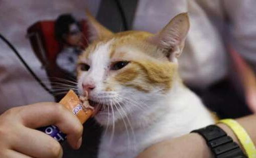 Gatta si intrufola nel pacco e viene spedita con Amazon