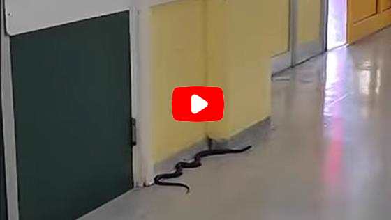 Termoli, serpente in pronto soccorso