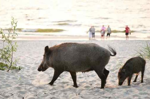 cinghiale in spiaggia