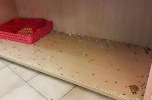Topi a scuola, alunni a casa nel Cremonese Topi a scuola