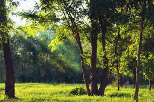 alberi