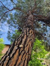 alberi Bologna viale Orisni