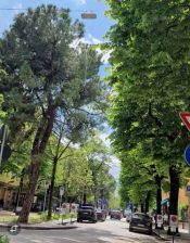 alberi Bologna viale Orisni