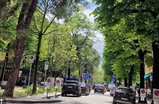 Abbattimento alberi di viale Oriani, diffida al Comune di Bologna alberi Bologna viale Orisni