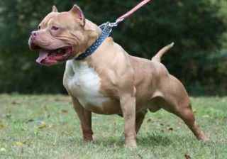 pitbull