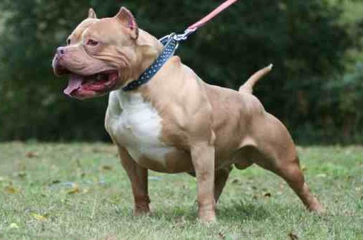 pitbull