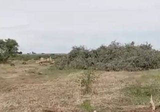 Puglia: 'scempio di ulivi espiantati per il fotovoltaico'
