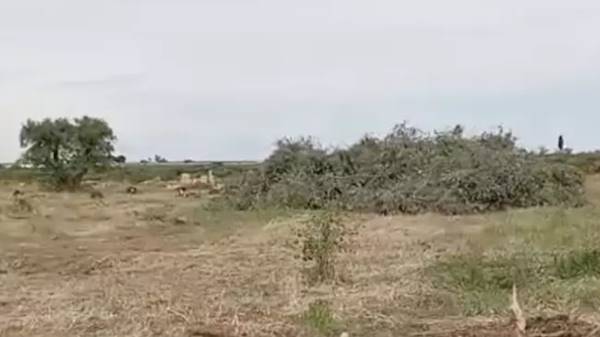 Cia Puglia: ‘scempio di ulivi espiantati per il fotovoltaico’ Cia Puglia: ‘scempio di ulivi espiantati per il fotovoltaico’