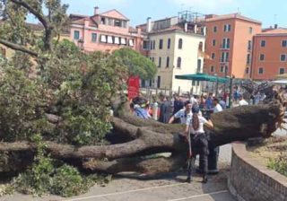 Venezia, grosso albero crolla