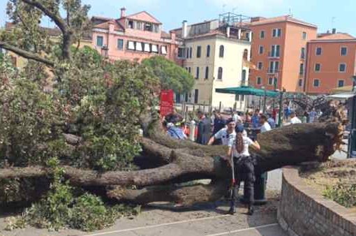 Venezia, grosso albero crolla sui passanti: 10 feriti Venezia, grosso albero crolla