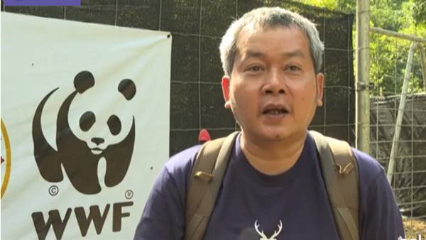 Thailandia, ambientalisti portano cervi nella giungla come preda per le tigri Thailandia, ambientalisti portano cervi nella giungla come preda per le tigri