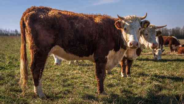 Vaccino dermatite bovina, allevatori preoccupati. 300mila dosi acquistate dalla UE Vaccino dermatite bovina, allevatori preoccupati. 300mila dosi acquistate dalla UE